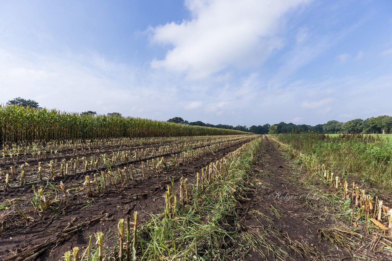 Bild 228 - Maisernte